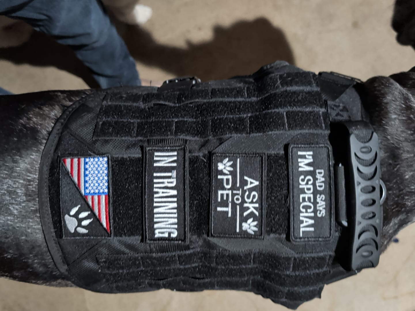 Customer photo review of Hook & Loop Patch Variety Bundle For Harness (Pack of 12)