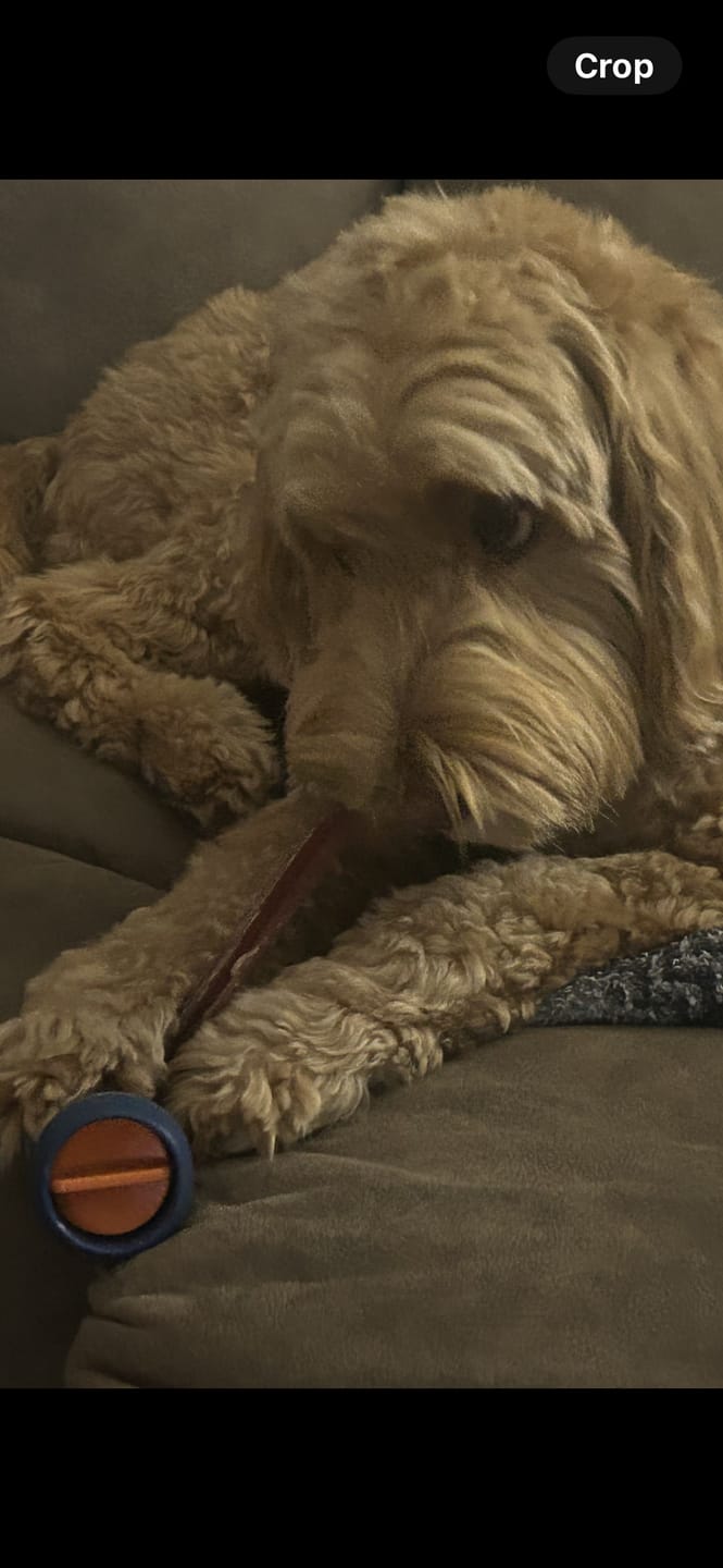 Customer photo review of 6 Inch Jumbo Bully Stick