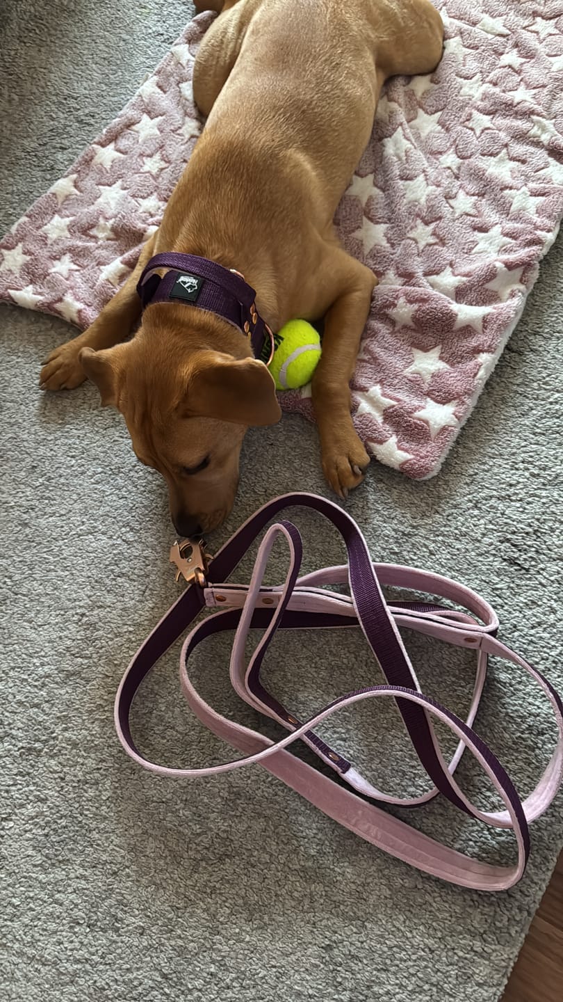 Customer photo review of Multi Guard Leash Rose Edition Plum - Multi-väktarkoppel