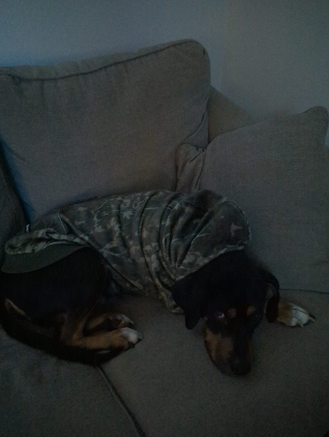 Customer photo review of Concrete Wood Dog Hoodie - Timber