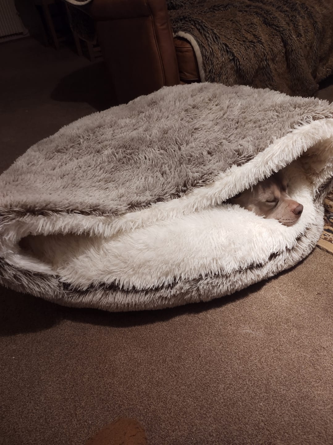 Customer photo review of Burrow Buddy™ - Pet Bed