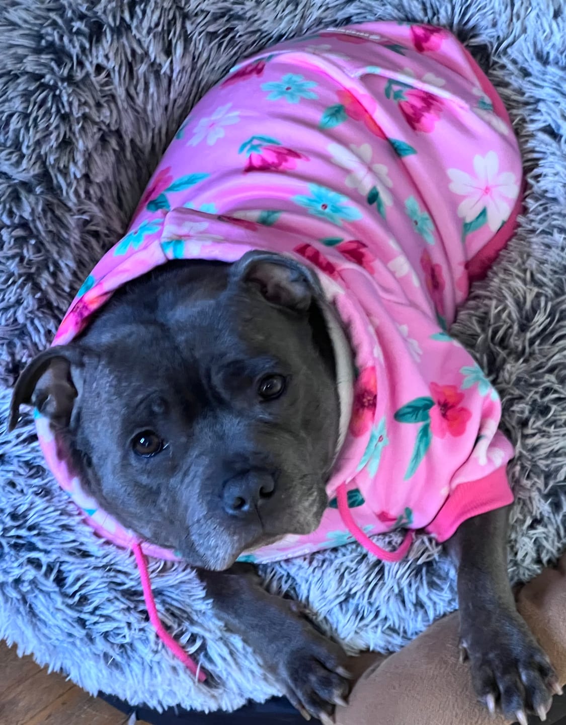 Customer photo review of Blossom Dog Hoodie - Pink