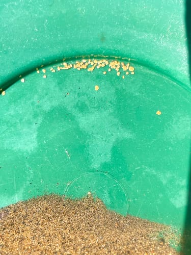 Customer photo review of Nugget Reserve 'MUSEUM SPECIMEN CHASE' - Gold Panning Paydirt Concentrate