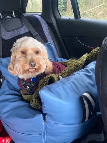 Customer photo review of The Dog Dock