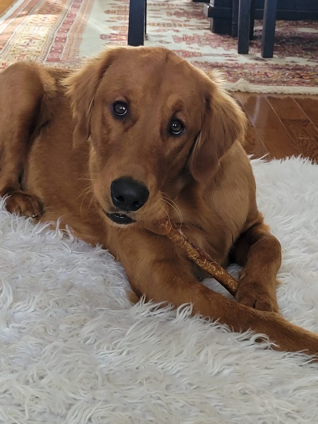 Customer photo review of 10-12 Inch Champion Chew