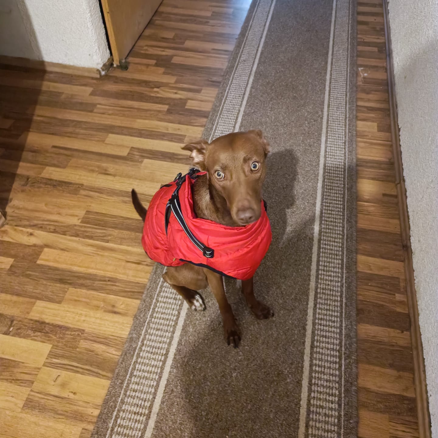 Customer photo review of Emmalove - Wasserdichter Hundemantel Extreme