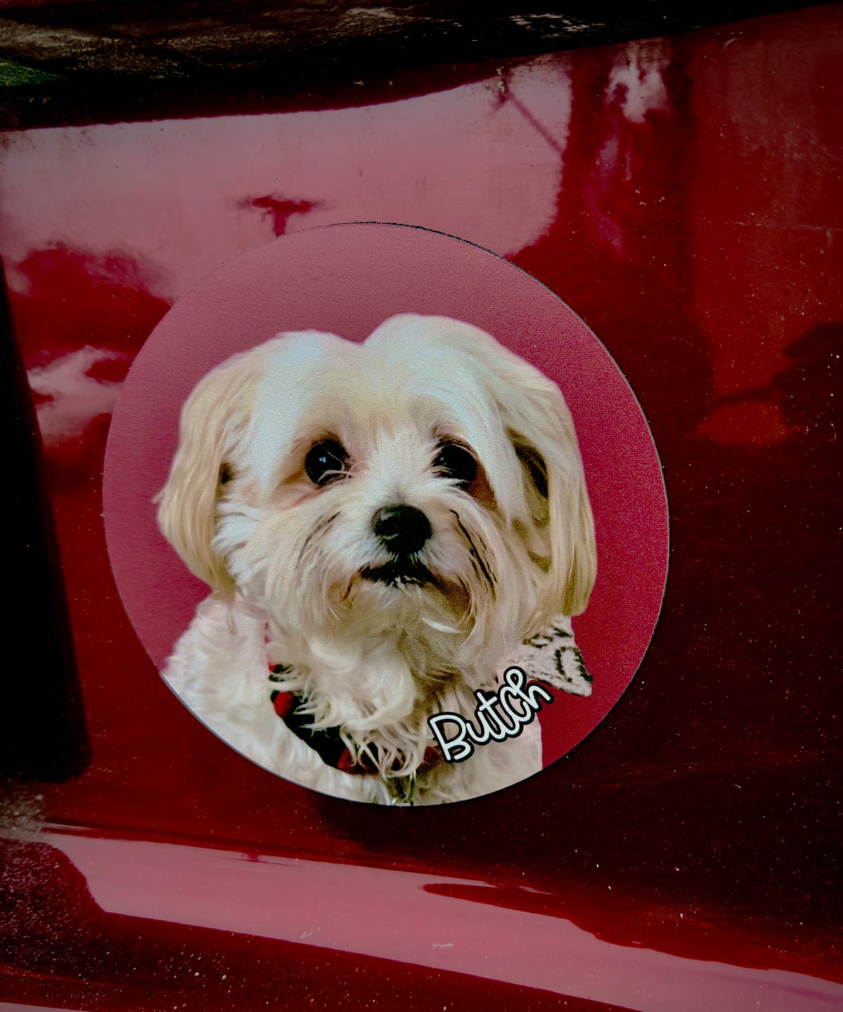 Customer photo review of Your photo - Personalized Car Magnet