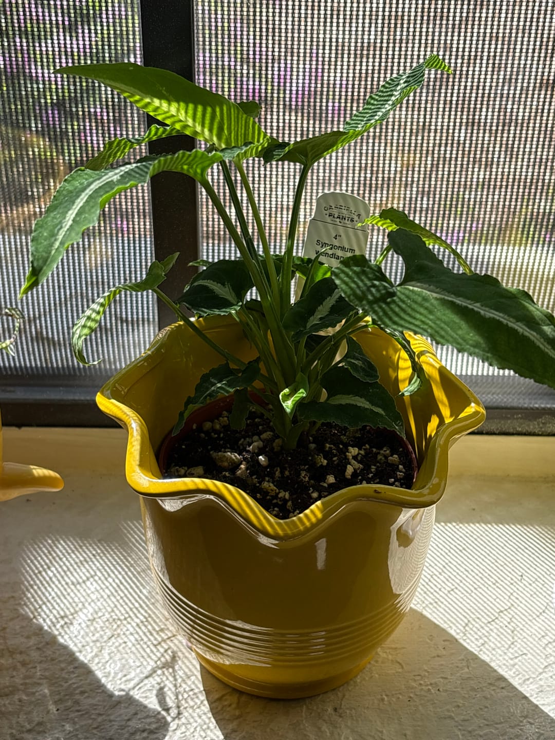 Customer photo review of Syngonium wendlandii