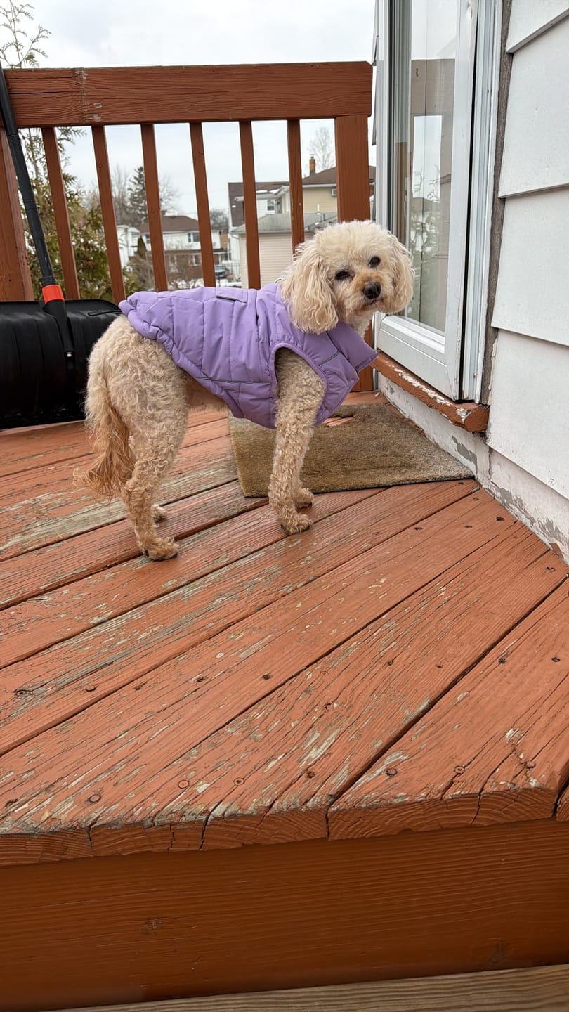 Customer photo review of WarmShield Water-Resistant Jacket - Lilac