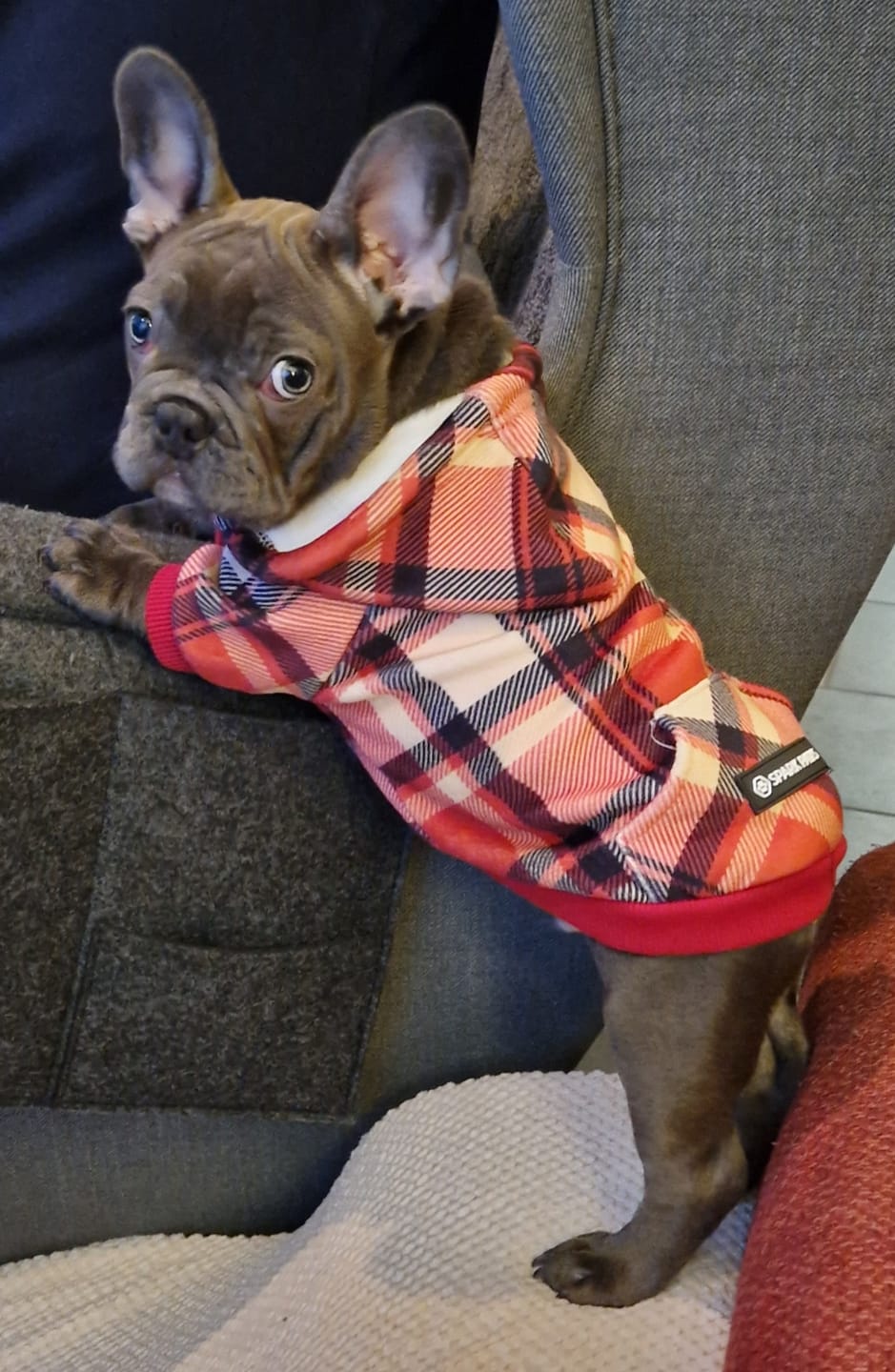 Customer photo review of Plaid Dog Hoodies