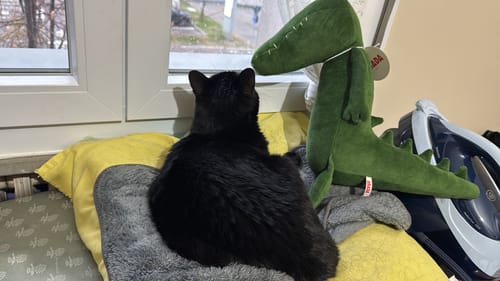 Customer photo review of TONY LE CROCODILE - L