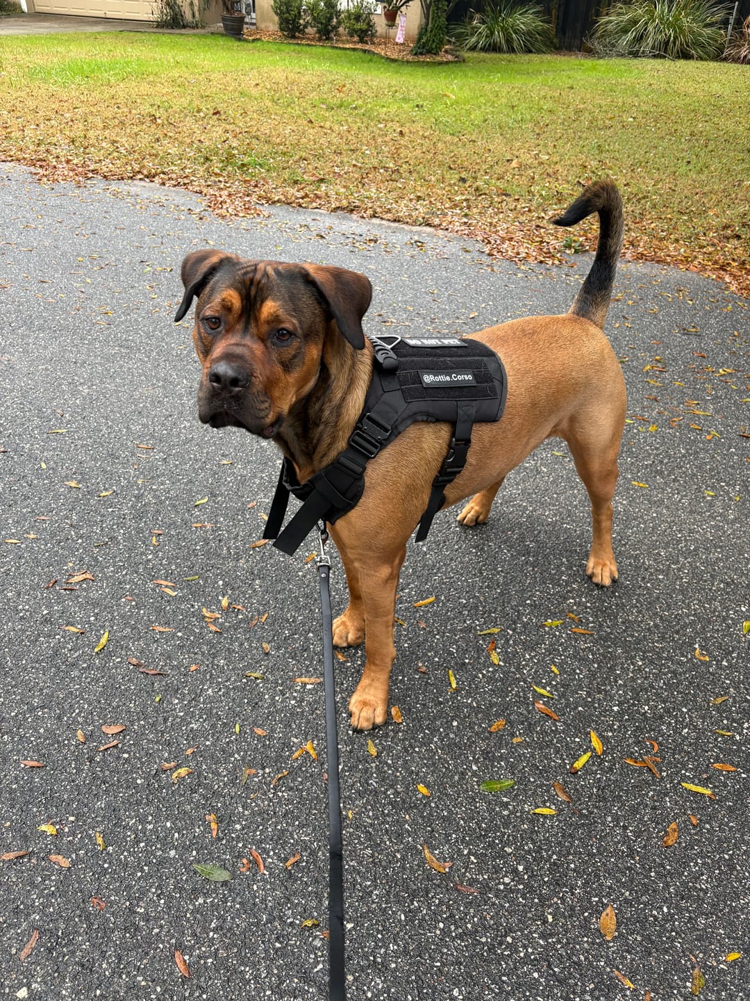 Customer photo review of Custom Hook & Loop Patch For Harness (1 Pair)