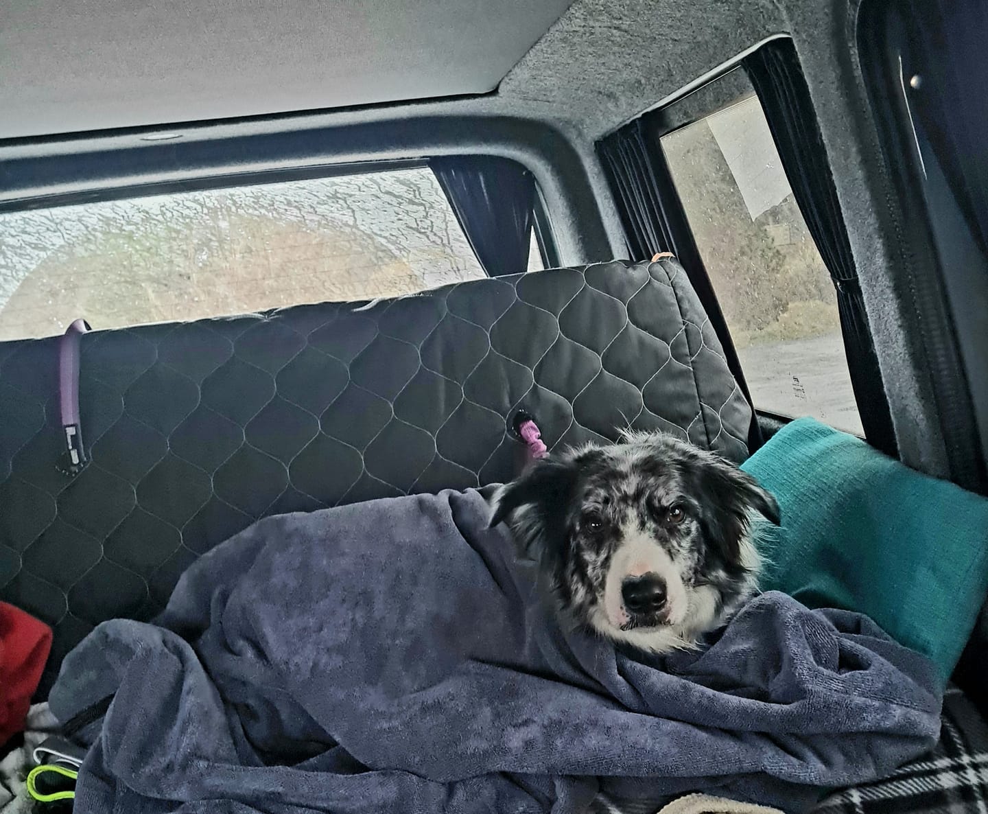 Customer photo review of Luxury Dog Drying Bag