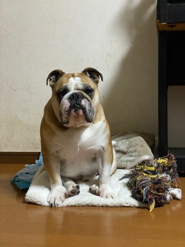 Customer photo review of FunFunPet 高機能ハーネス（お名前タグ作成サービス付き）