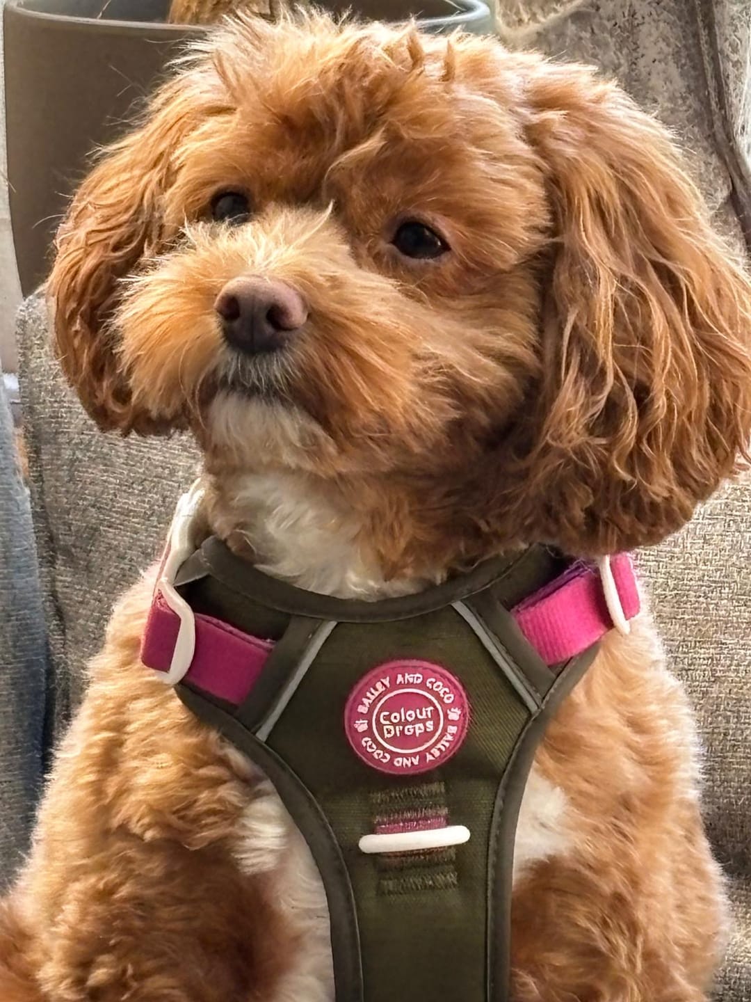 Customer photo review of Fabric Dog Lead 5ft - Mulberry Tweed