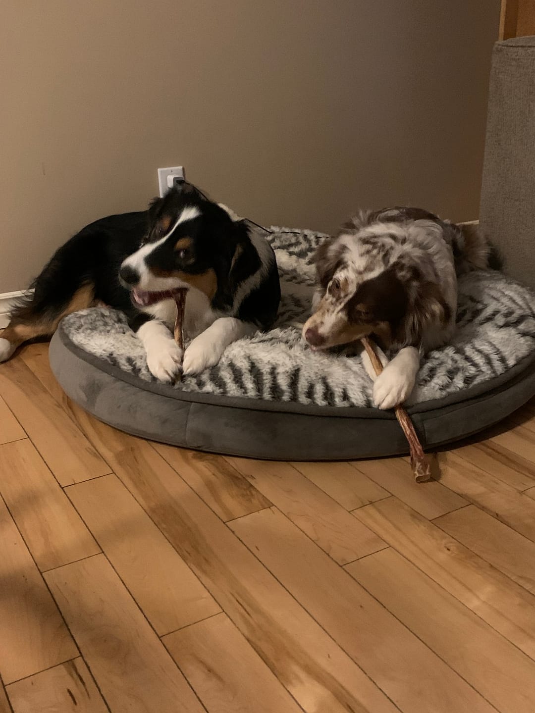 Customer photo review of 12 Inch Standard Bully Stick