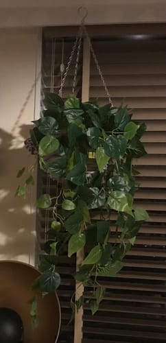 Customer photo review of Philodendron Kunst Hangplant 90cm