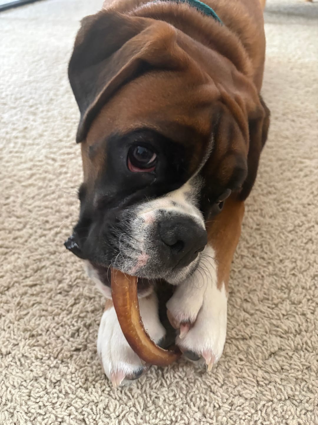 Customer photo review of Small Bully Stick Ring