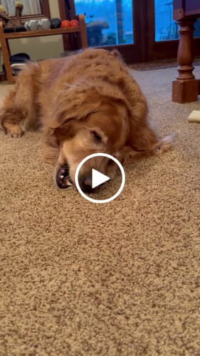 Customer video review of Mint Yak Chews