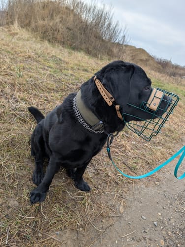 Customer photo review of Maulkorbberatung (online)