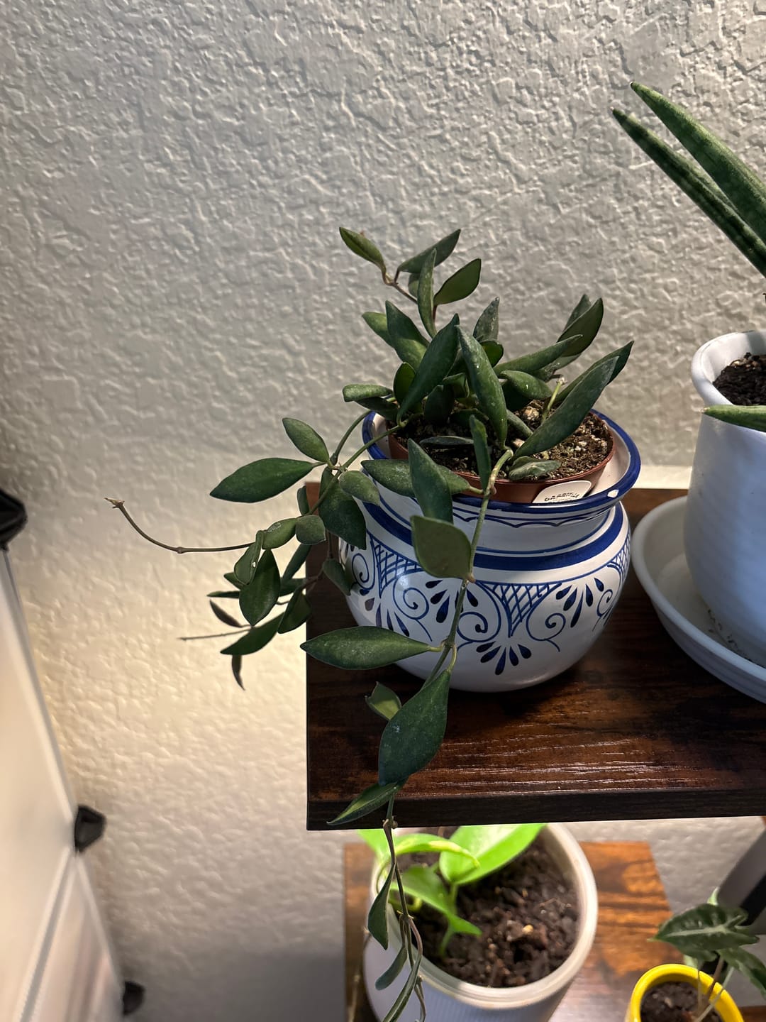 Customer photo review of Hoya sp. aff. burtoniae