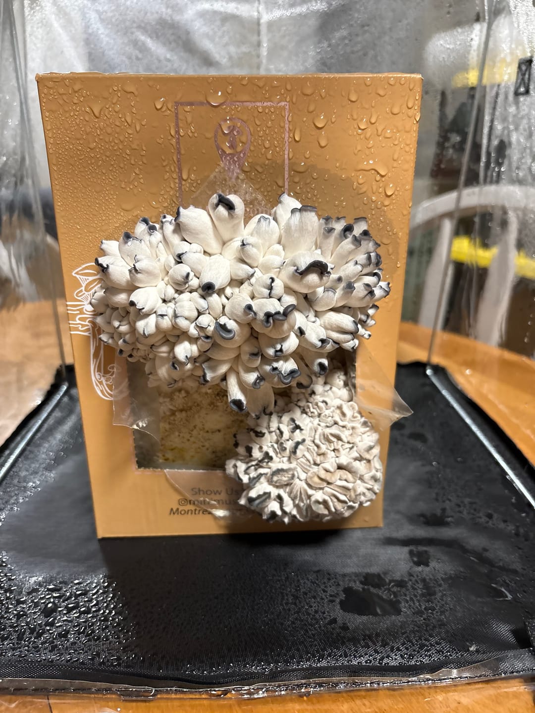 Customer photo review of 2 Essentials Bundle Gift Sets +2 Grow Kits