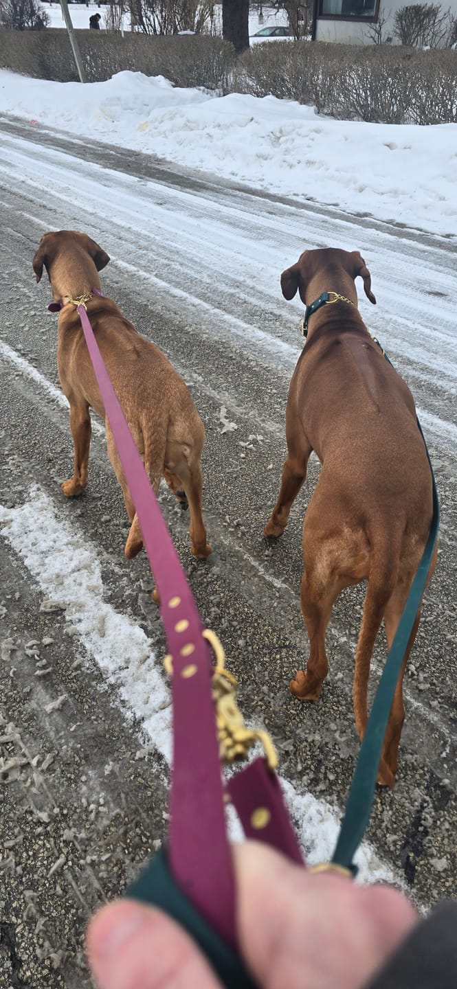 Customer photo review of Cedar - Classic Biothane Dog Leash