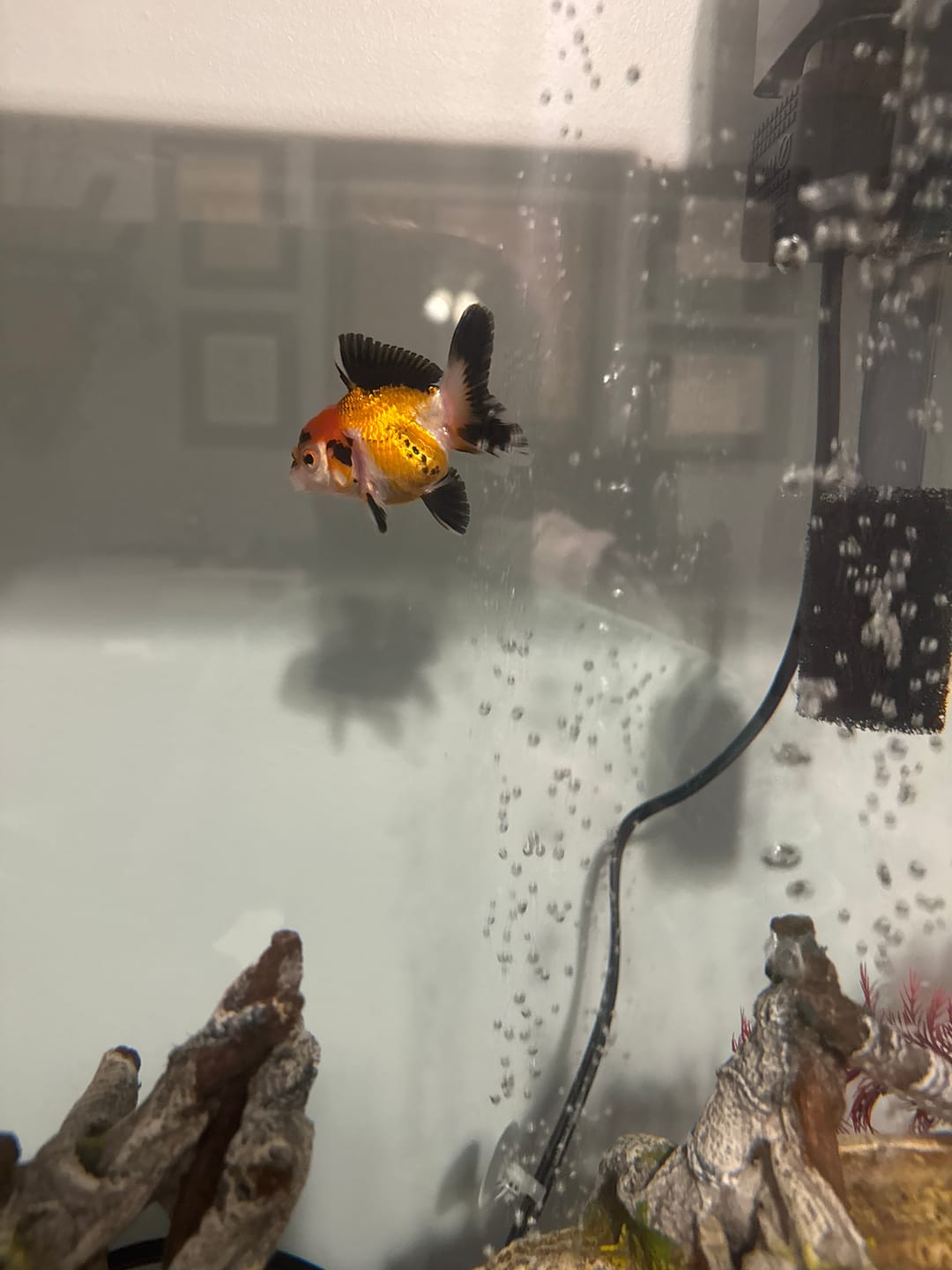 Customer photo review of Live Fancy Goldfish Premium Thai Oranda Tri-Color (Our Choice)