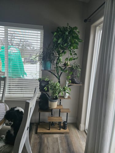 Customer photo review of 63" Indoor Plant Stand with Grow Lights