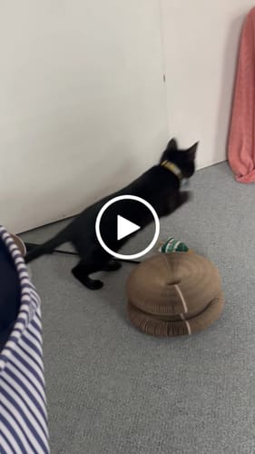 Customer video review of SPEEDY TAIL 2.0