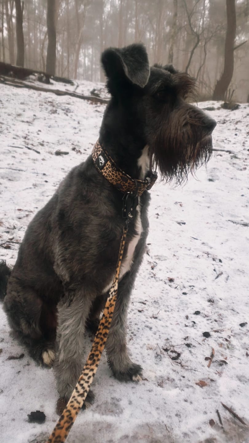 Customer photo review of Smycz nylonowa Walk Leash Leopard