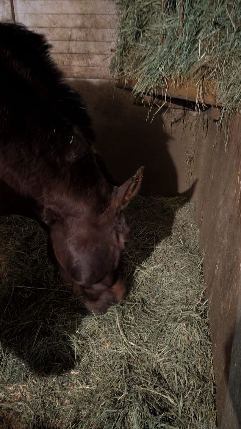 Customer photo review of Western Straight Orchard Grass Hay, 2nd Cut (Click here for Qty Discount)- Includes delivery and ground level stacking with our forklift too!