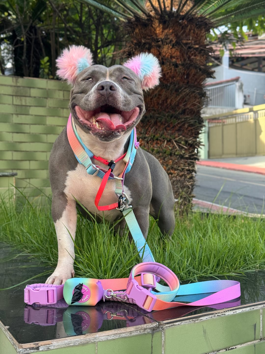 Customer photo review of Multipurpose Seatbelt Handsfree Leash & Poop Bag Holder Set