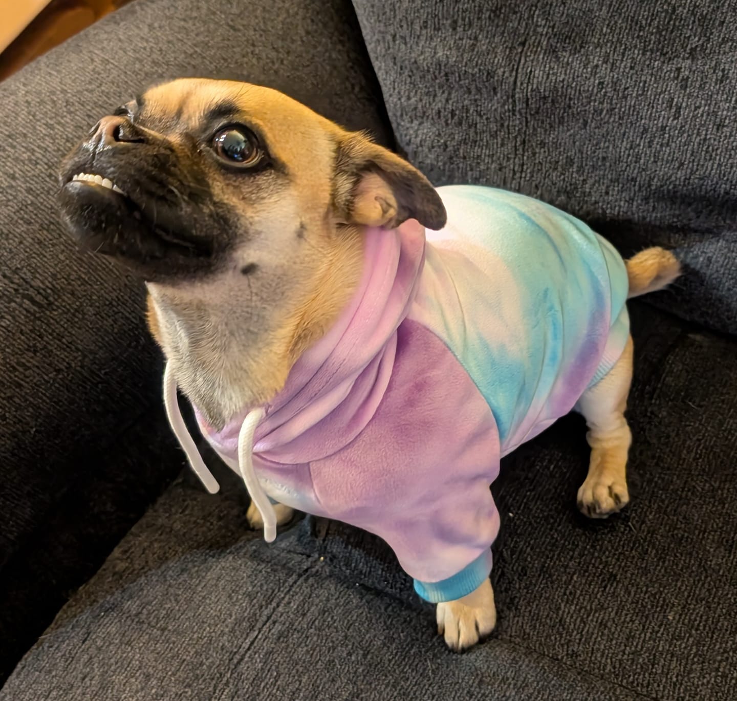 Customer photo review of Velvet Dog Hoodie - 90s Retro