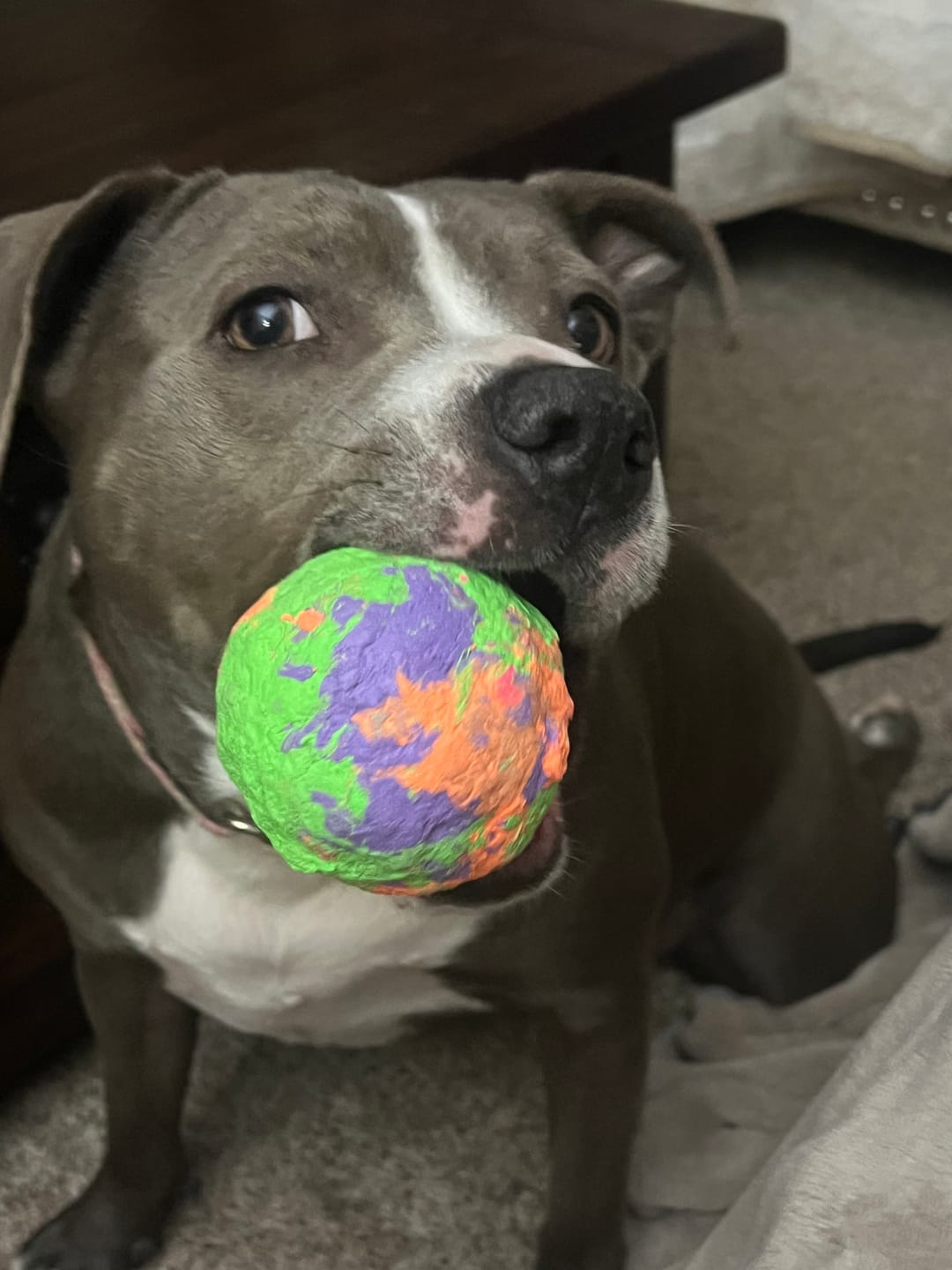 Customer photo review of WUNDERball - Best Fetch Toy