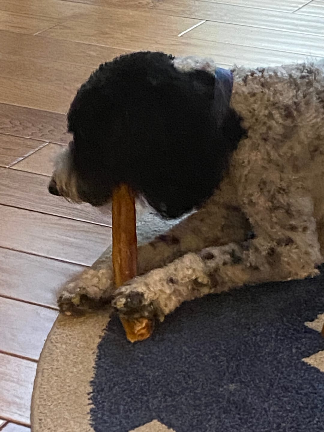 Customer photo review of Jumbo USA Odor-Free Bully Sticks