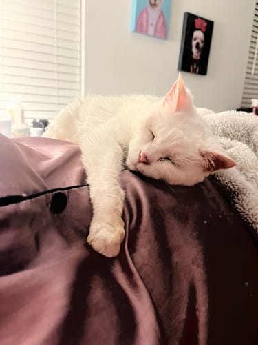 Customer photo review of 2x Blisso Advanced Cat Probiotic | Cat Probiotic for Diarrhea & Kidney Support