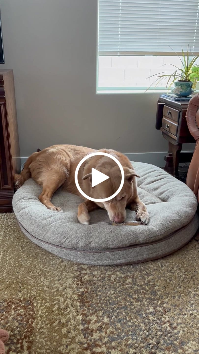 Customer video review of Ostrich Chunky Bones (5" x 2" - 2 Pack): The Long-Lasting, Flavor-Packed Bones for Medium to Large Dogs