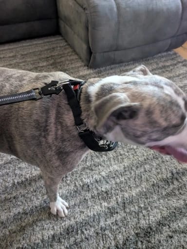Customer photo review of Dog Training Prong Collar with Quick Release Buckle & Nylon Cover