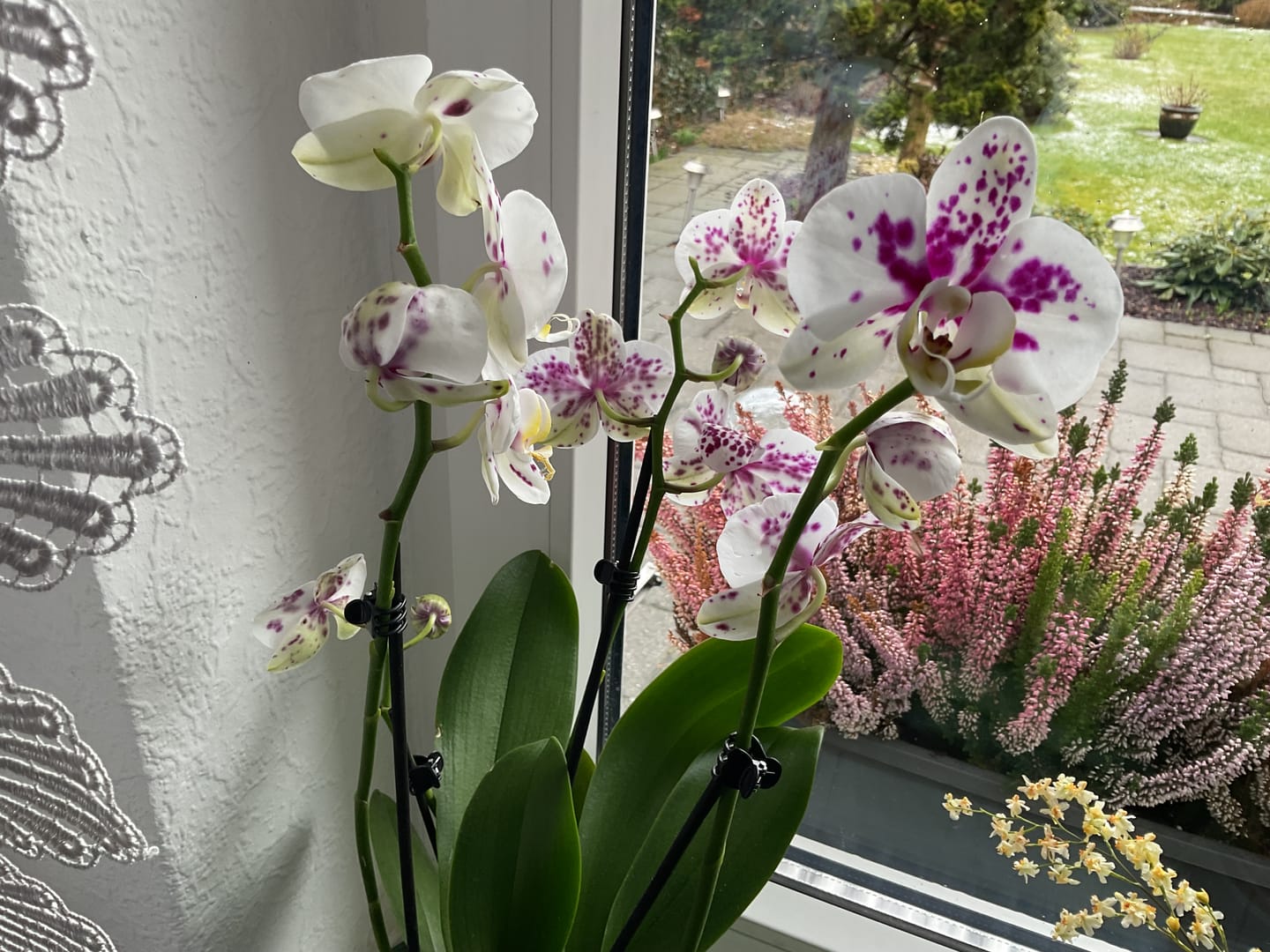 Customer photo review of Große Two of Us Marrakesh mit gefleckten Blüten und 4 Rispen