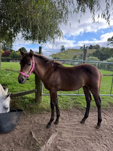 Customer photo review of Blue Tag Web Halters Small Sizes
