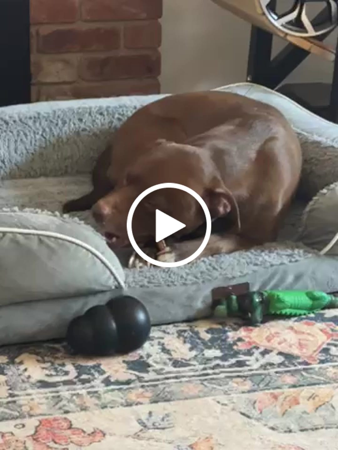 Customer video review of 1 LB Chew Pack