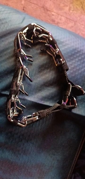 Customer photo review of Dog Training Prong Collar with Quick Release Buckle & Nylon Cover