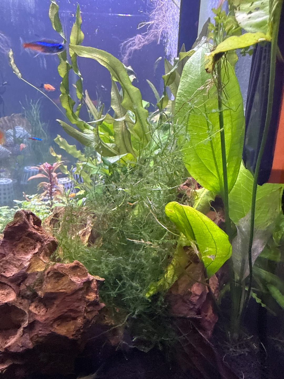Customer photo review of Java Moss (Golf Ball Size)