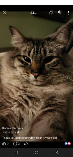 Customer photo review of 8x Blisso Advanced Cat Probiotic | Cat Probiotic for Diarrhea & Kidney Support