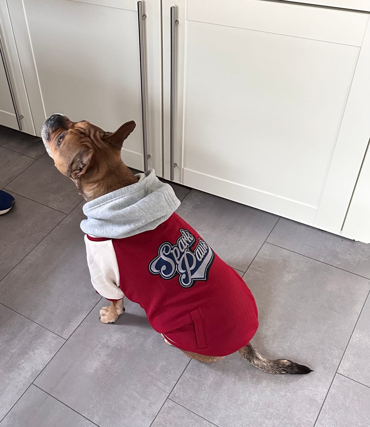 Customer photo review of Dog Varsity Jacket - Red