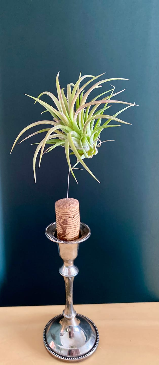 Customer photo review of Tillandsia ionantha
