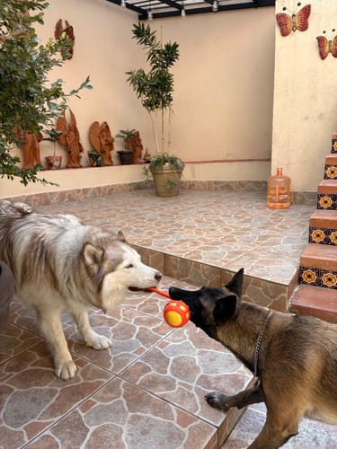 Customer photo review of CT9604 1 Pieza De Juguete Mordedor De Peluche Con Diseño de Animalito Para Mascota