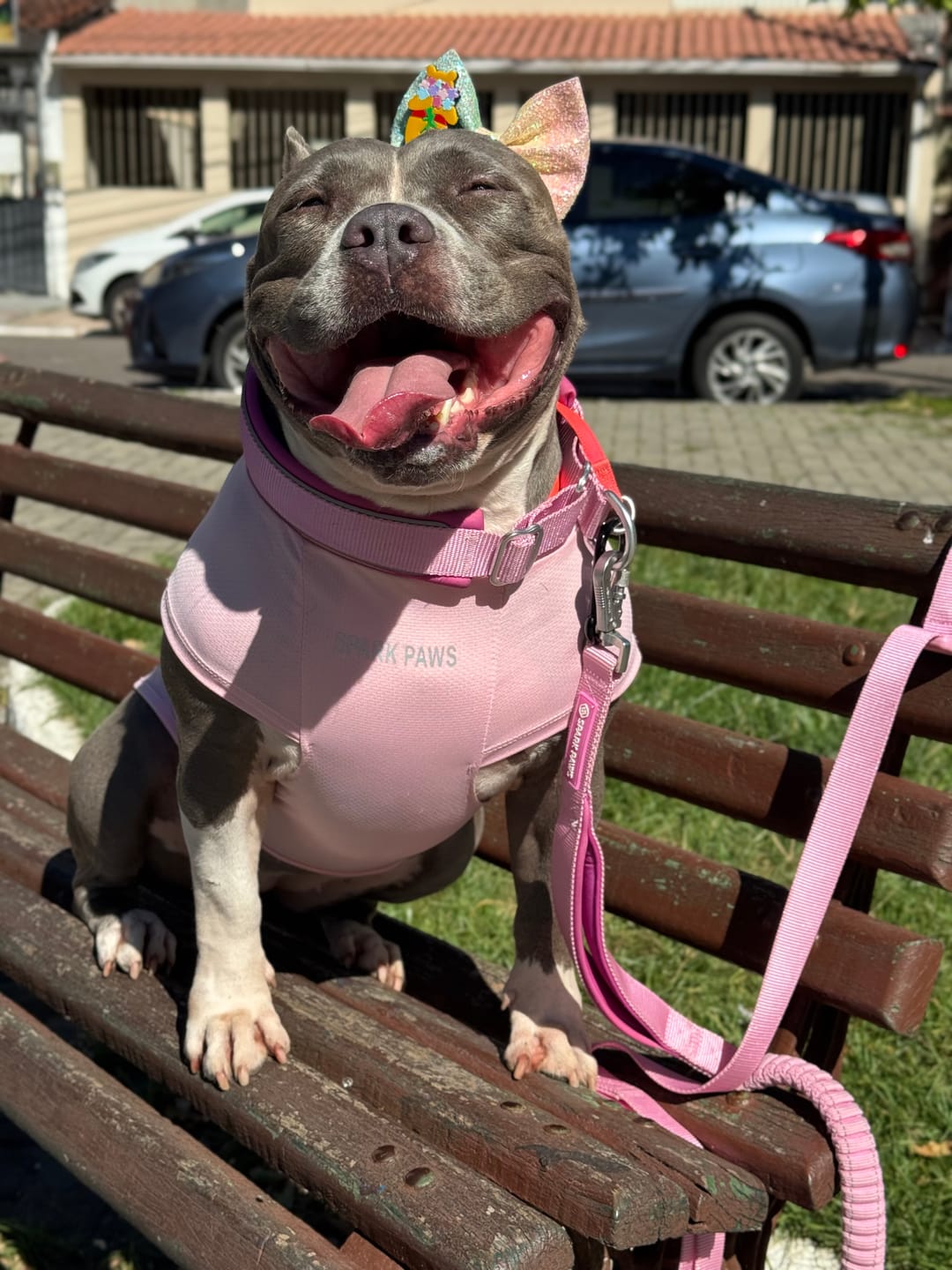 Customer photo review of Cushioned Martingale Collars