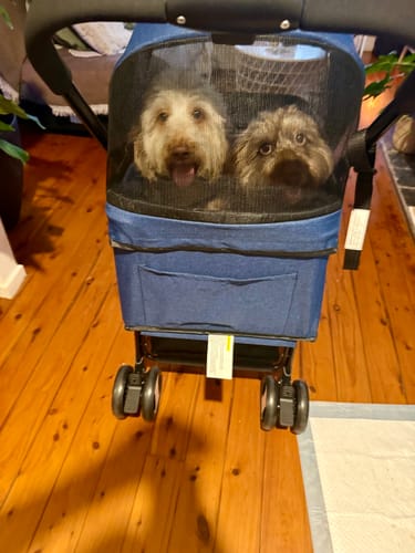Reviewer's two fluffy dogs sitting inside the blue Large Dog Stroller Cruiser on a wooden floor.